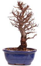 Bonsai - Ulmus parvifolia