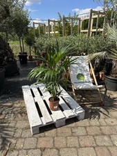 Howea forsteriana 80–100cm Kentia-Palme pflegeleicht elegante Zimmerpflanze