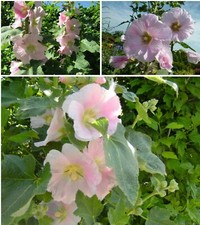 Stockrose bauernrose alcea - bauernrose,