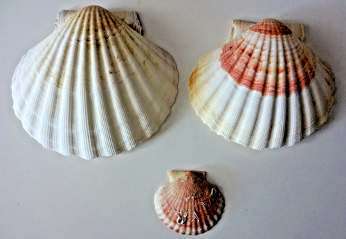 Schöne große - 3,