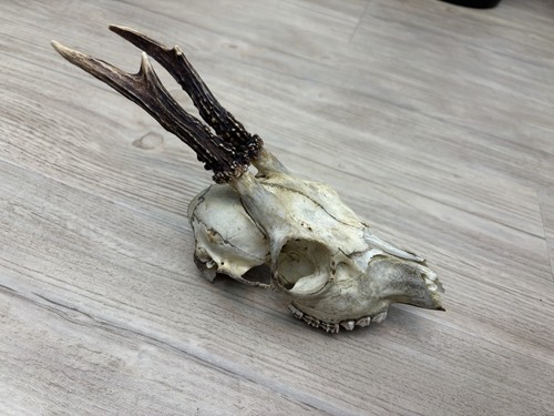 Reh bock geweih schädel - reh,