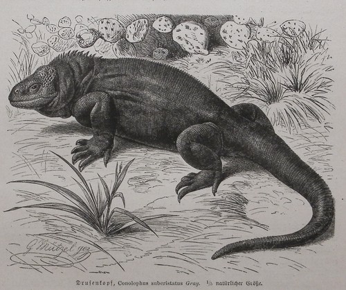 Drusenkopf conolophus - drusenkopf,