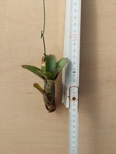 Neoregelia heraclea - ,