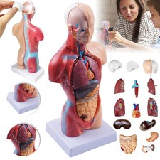 Körpermodell Torso Anatomie