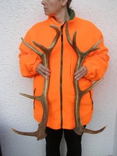 Geweihstangen Paar. Abwurfstangen Rothirsch. 72cm. 3 Kg.