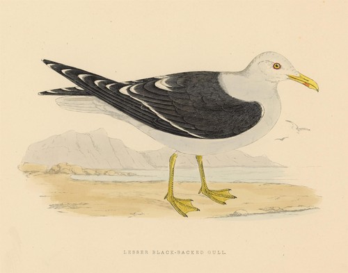 Lesser black backed gull - black,