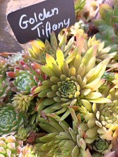 Sempervivum * Golden Tiffany