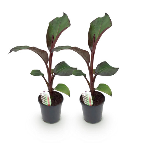 Bananenpflanze ensete - bananenpflanze,