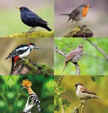 3 D Ansichtskarte Vögel Gartenvögel Postkarte Wackelkarte Hologrammkarte Bild 