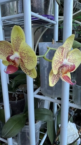 Phalaenopsis pulsation - phalaenopsis,