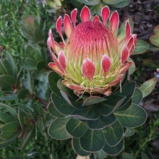 Zuckerbusch Stecklinge