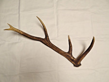 Abwurfstange Hirschgeweih