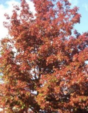 Eiche /Roteiche ist Baum des Jahres 2025 (10 Setzlinge)??????