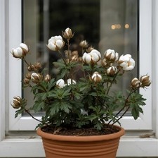 Baumwolle exotische duftende