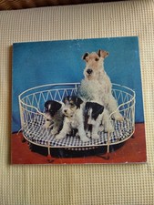 Altes Hundebild FOXTERRIER Hündin mit Welpen -Liebhaberstück-