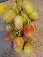 Tafeltrauben Weinreben neue Sorten/ Hauptfoto die Zorenjka 16.07.2025