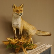 Fuchs Rotfuchs stehend