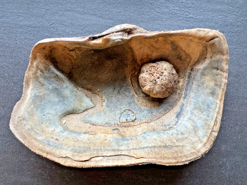 Panopea glycimeris