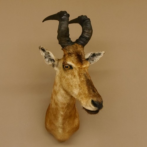 Hartebeest kuh antilope kopf - hartebeest,