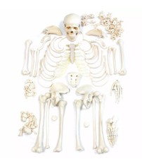 Skelettmodell Skelett-Satz Lebensgroß Unmontiert HeineScientific