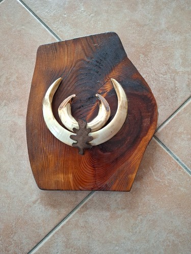 Keiler gewaff jagdtrophäe - keiler,