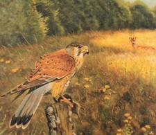 Thomas Bold Turmfalke Rehbock Kunstdruck 30 cm x 40 cm Jagdmalerei Jagdbild