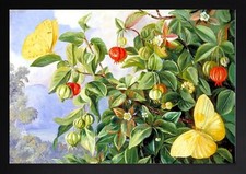 LAUB, BLUMEN UND FRÜCHTE DER