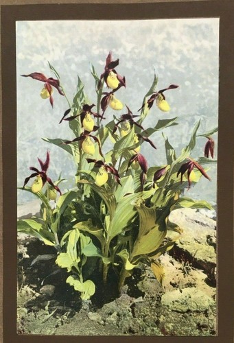 Cypripedium calceolus - cypripedium,