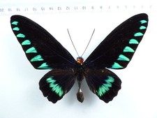 + ENTOMOLOGIE, SCHMETTERLING: TROGONOPTERA TROJANA FORM? ♂ PALAWAN ISL