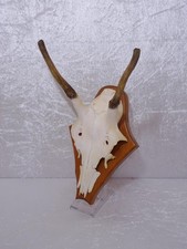 qZHR8x - Hirsch Geweih Gehörn