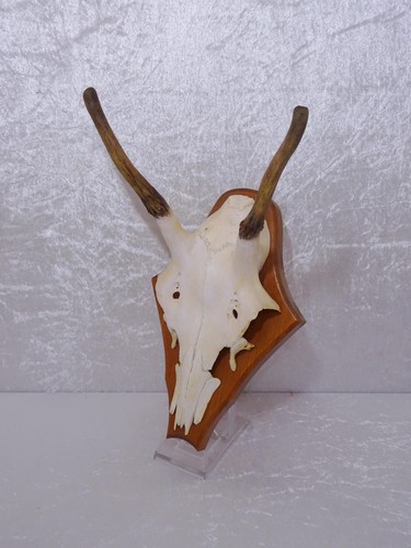 Qzhr8x hirsch geweih - hirsch,