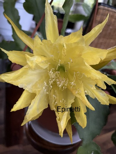 Epiphyllum blattkakteen - epiphyllum,