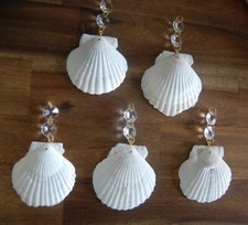 5 Jakobs Muscheln mit