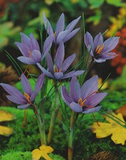 50 Echte Safran Krokusse Crocus Sativus Krokus   Lieferbar ab 9.9.