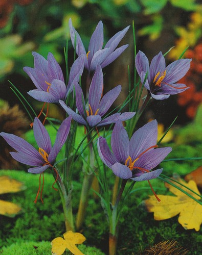 100 echte safran krokusse - 100,