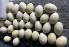 Nandu-Eier -