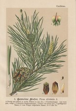 Waldkiefer (Pinus sylvestris)