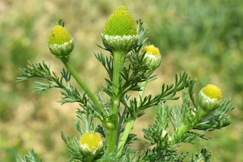 Matricaria discoidea 100 samen - discoidea,