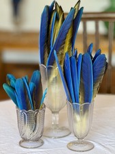 Lot of 50 Blue & Yellow Macaw