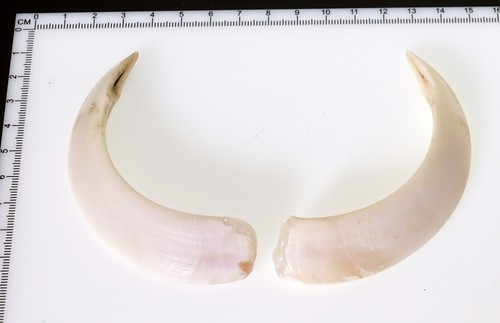 Schöne wildschweinzähne - ,