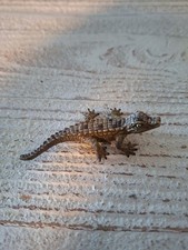 Schleich 14683 Krokodil 🐊