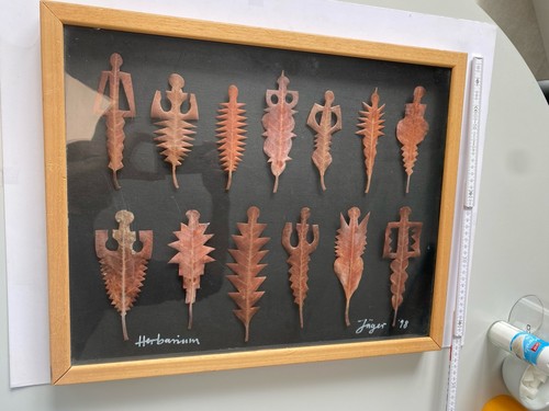 Herbarium jäger - herbarium,