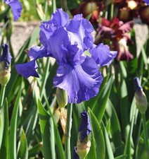 Schwertlilie Al Segno - Iris