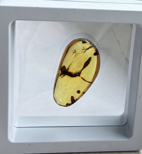 Goldener bernstein mit - goldener,