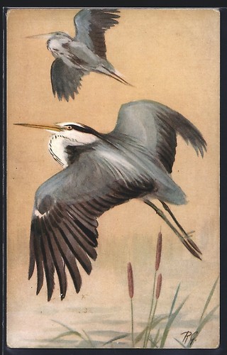 Künstler heron ardea - künstler-ak,
