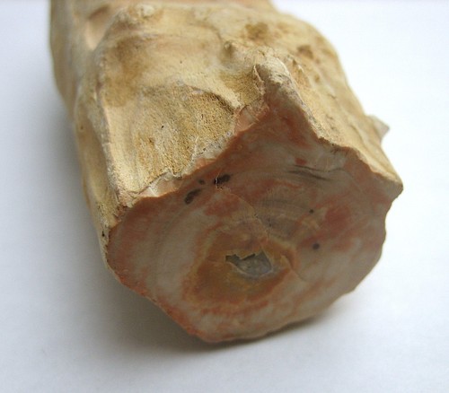 Versteinertes holz aus - versteinertes,