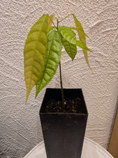 Kakaobaum - Theobroma cacao -