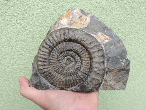 Ammonit arietites bucklandi - ammonit,