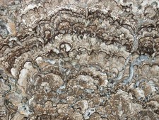 Miozän  Großer Stromatolith