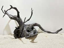 Schwarze Moorwurzel XL